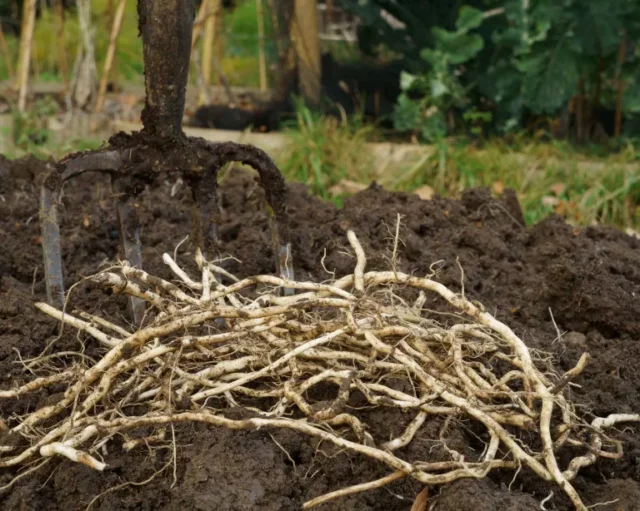 radici di convolvolo scavate nel terreno