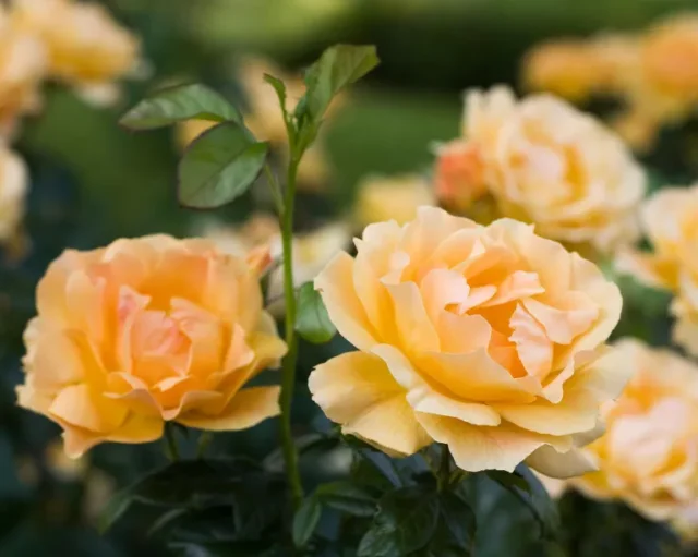 Rose albicocca in fiore