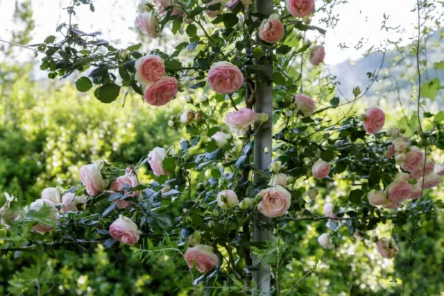 rose rosa rampicanti in giardino