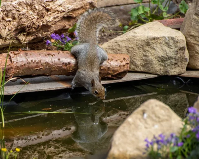scoiattolo che beve dallo stagno naturale