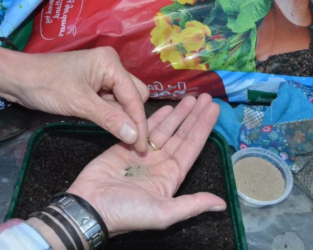 seminare piccoli semi di verbasco mescolati alla sabbia