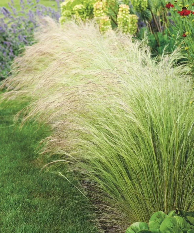 Stipa tenuissima erba ornamentale in una bordura di giardino