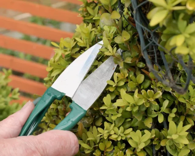Tagliare un arbusto ornamentale con forbici da topiaria o cesoie