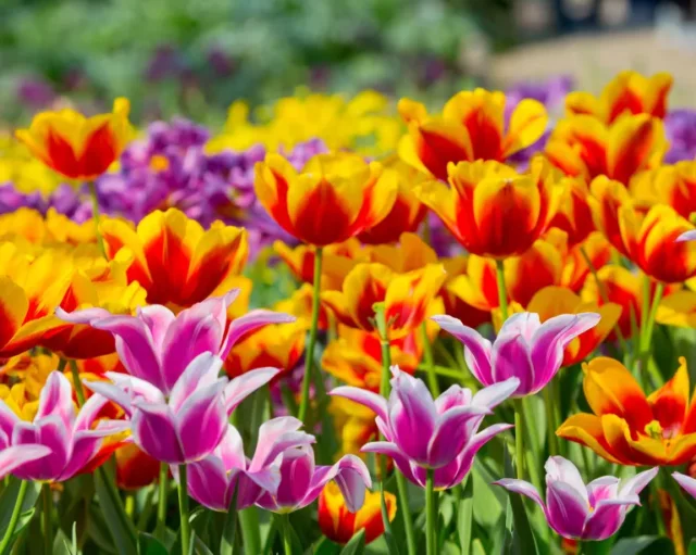 Tanti fiori di tulipano dai colori vivaci