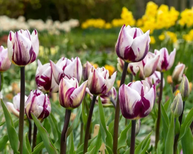 tulipani a strisce bianche e viola