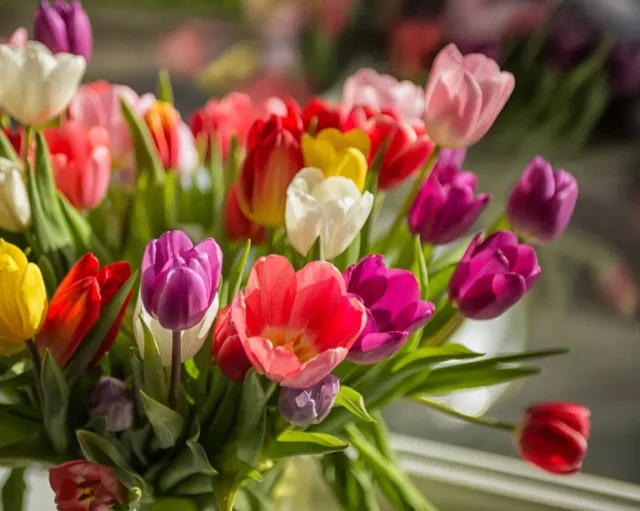 tulipani colorati in vaso