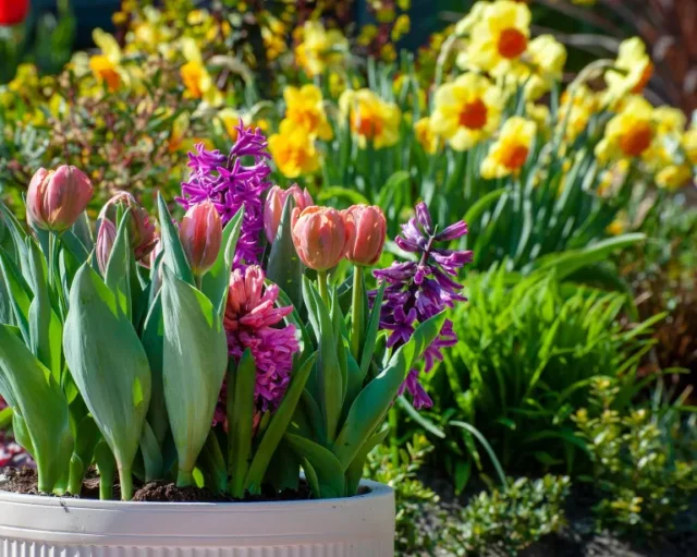 tulipani e giacinti in vaso con narcisi dietro