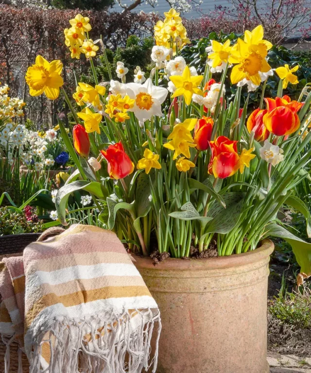tulipani e narcisi in fiore in una fioriera di terracotta