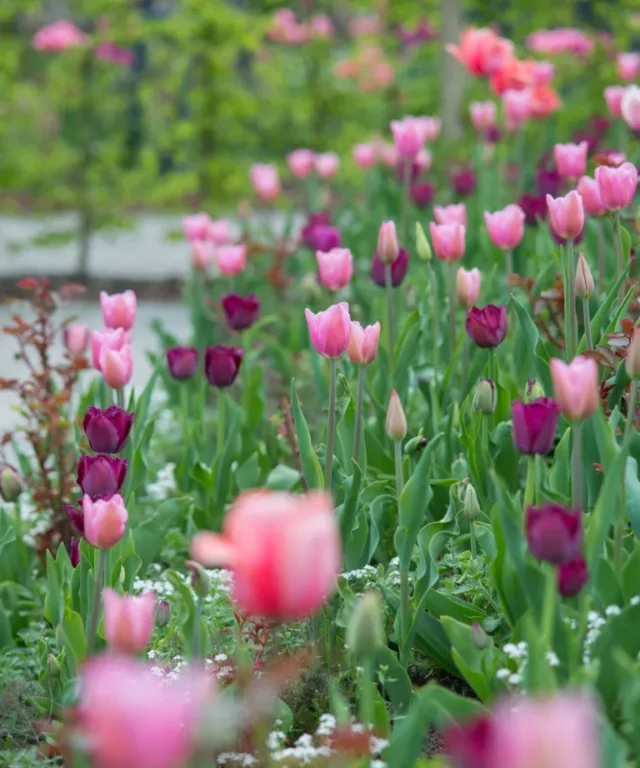 tulipani rosa in aiuola