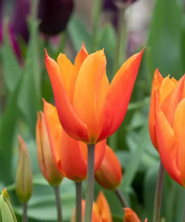 tulipano arancione 'Ballerina' in fiore