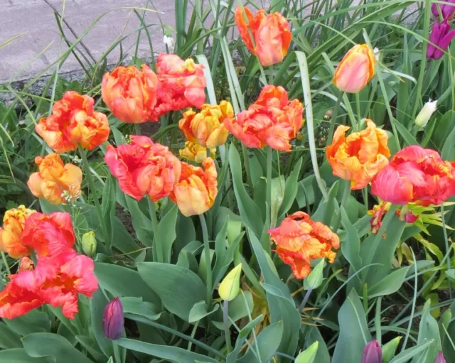 tulipano 'Cometa