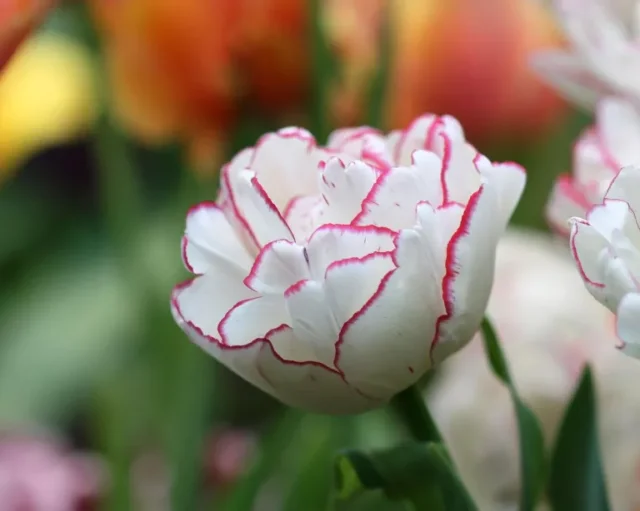 tulipano 'Danceline