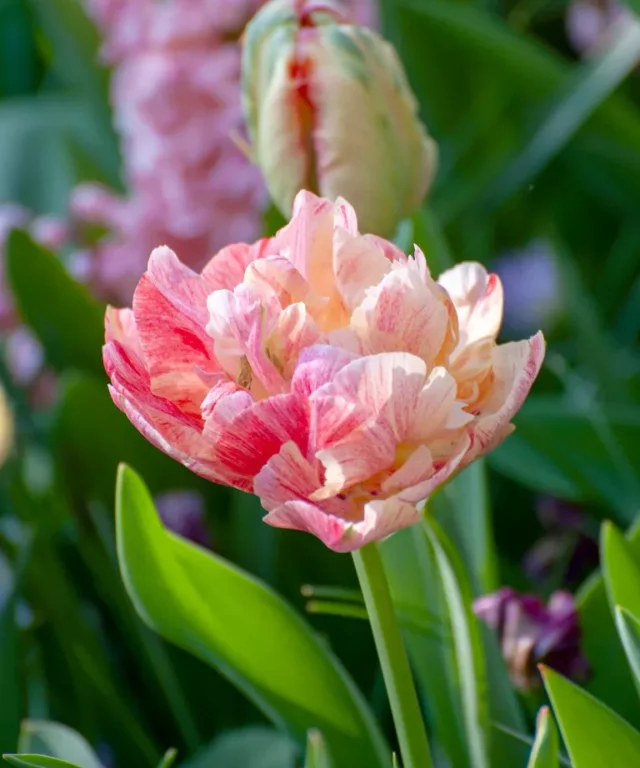 tulipano doppio rosa