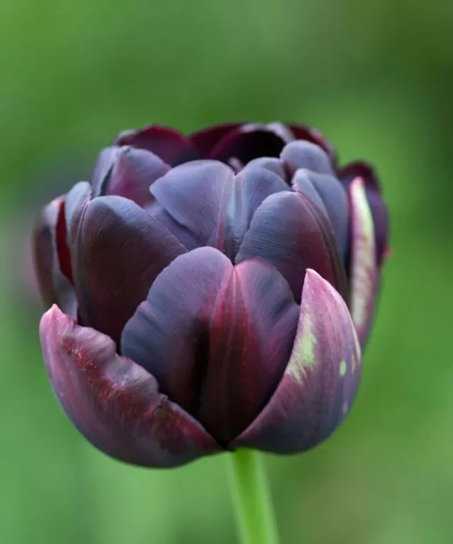 Tulipano 'Eroe nero'.