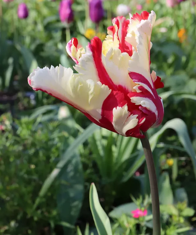 Tulipano 'Estella Rijnveld