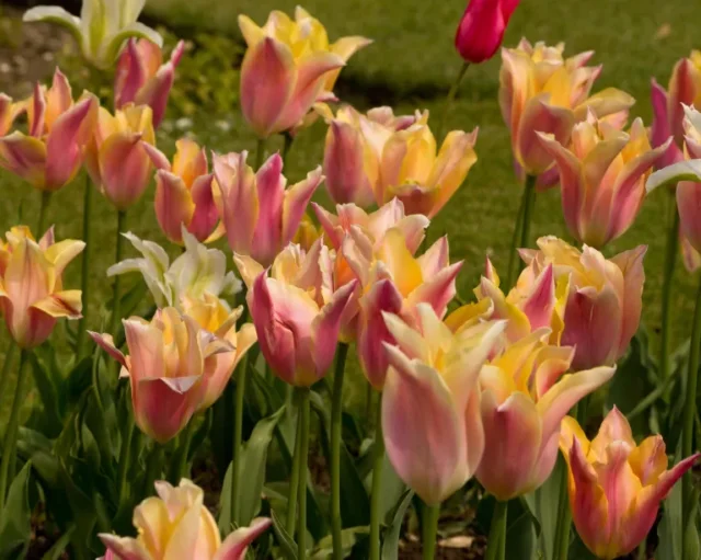 tulipano 'Marianne' in primavera