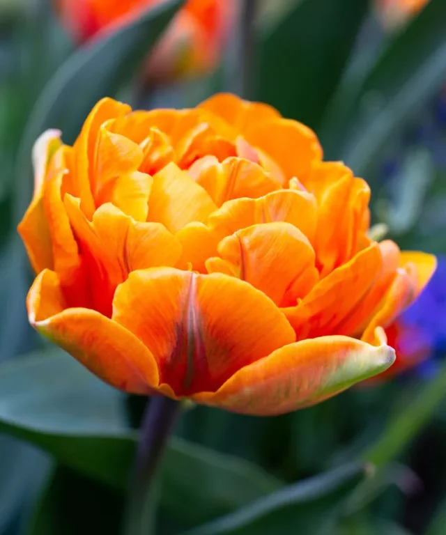 Tulipano 'Orange Princess'