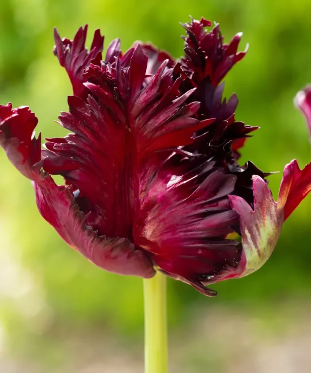 tulipano 'Pappagallo nero