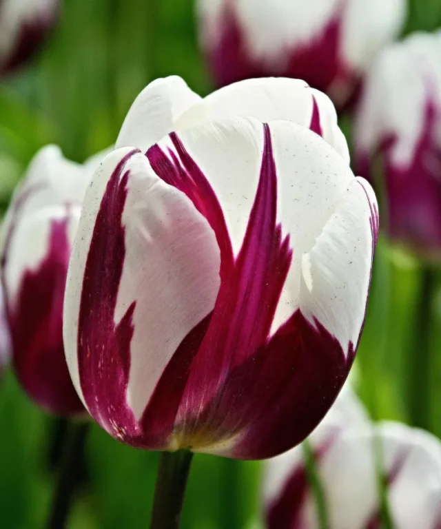 tulipano 'Rems Favourite' viola e bianco