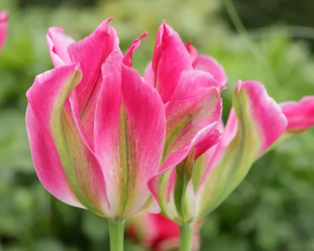 tulipano rosa 'Florosa