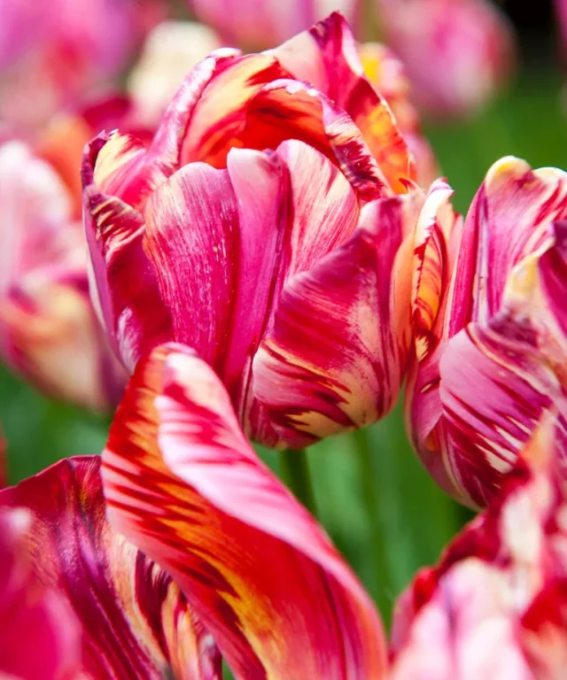 tulipano saskia primo piano