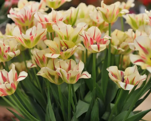 tulipano 'Verde Primavera Fiammeggiante