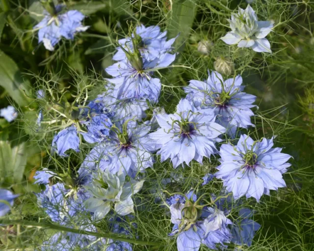 Un ciuffo di fiori azzurri di nigella