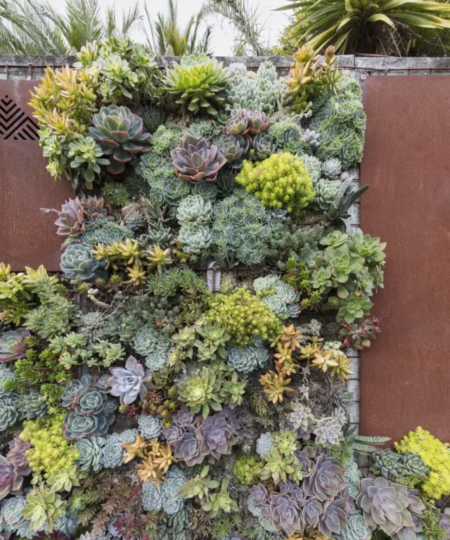 Un muro di piante grasse