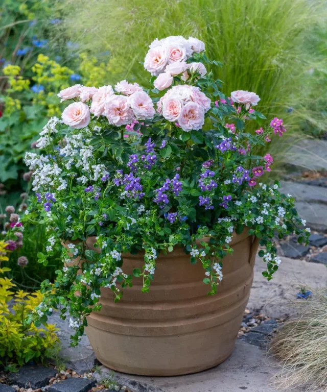 Vaso in stile Cottage Garden. Vaso di terracotta con rosa da patio 'Lovely Bride', bacopa bianca, Lobelia 'Cambridge Blue' e nemesi miste.