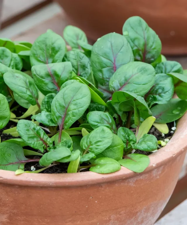 Verdure da piantare in agosto: varietà di spinaci Red Veined pronta per il raccolto