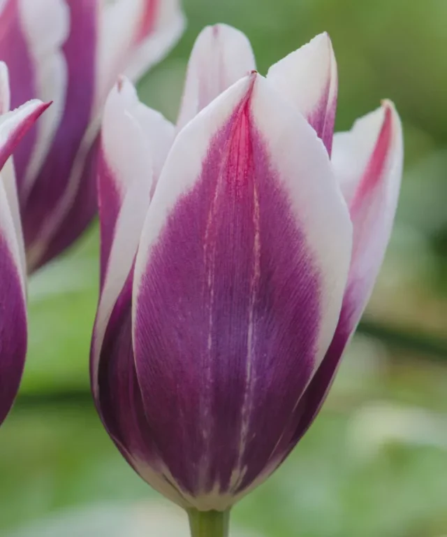 viola e bianco del tulipano 'Ballade
